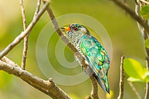 Male Asian Emerald Cuckoo