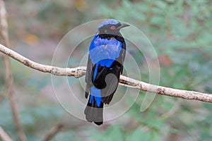 Male Asian Fairy Bluebird (Irena puella)