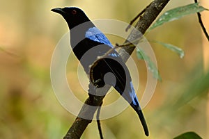 Male Asian Fairy Bluebird (Irena puella) photo