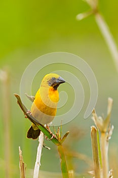 Male Asian Golden Weaver