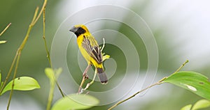 A male Asian Golden Weaver bird (Ploceus hypoxanthus) on the tree.