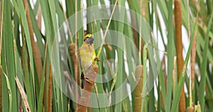 A male Asian Golden Weaver bird (Ploceus hypoxanthus) on the tree.