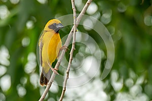 Male Asian Golden Weaver isolated perching on a branch