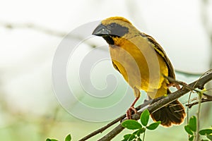 Male Asian Golden Weaver isolated perching on perch