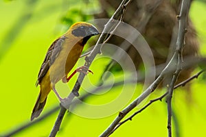 Male Asian Golden Weaver isolated perching on perch