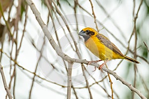 Male Asian Golden Weaver isolated perching on perch