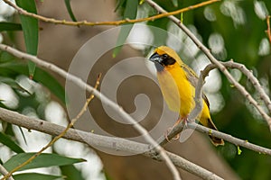 Male Asian Golden Weaver isolated perching on perch