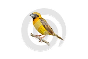 Male Asian Golden Weaver isolated perching on white background