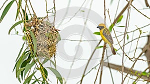 Male Asian Golden Weaver perching near its nest during spawning season