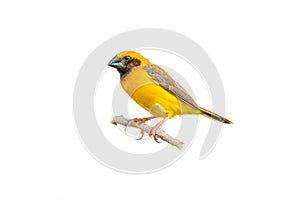 Male Asian Golden Weaver perching on a perch