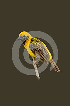 Male Asian Golden Weaver perching on a perch