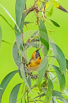 Male Asian Golden Weaver weaving its nest during spawning season