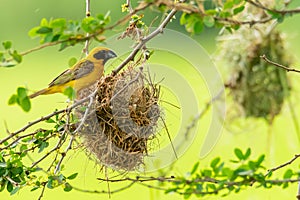 Male Asian Golden Weaver weaving its nest during spawning season