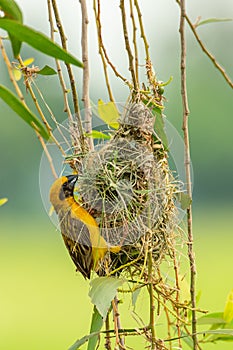 Male Asian Golden Weaver weaving its nest during spawning season