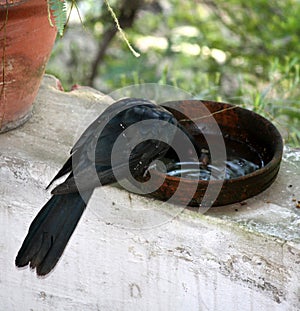Male Asian Koel (Eudynamys scolopaceus) drinking water from a pot : (pix Sanjiv Shukla)