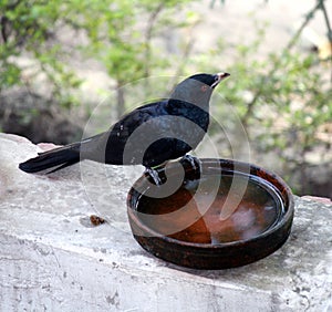 Male Asian Koel (Eudynamys scolopaceus) drinking water from a pot : (pix Sanjiv Shukla)