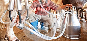 Male asian milker milking a cow with a milking machine livestock barn. Local farm. Close, wide angle. Food culture