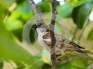 Male Asian Sparrow Bird On Tree leaf, outdoor wildlife animal close up green plant Asian