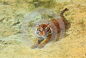 Male Asian tiger resting in pool