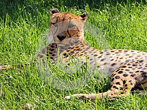 Male Asiatic Cheetah Acinonyx jubatus venaticus resting on the photo