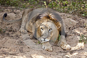 Male asiatic lion.