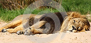 Male Asiatic lion dozing at Chester Zoo