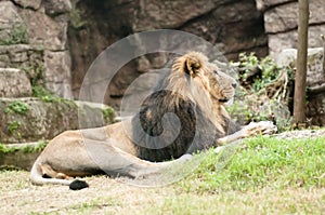 Male Asiatic lion (Panthera leo persica)