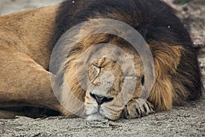 Male Asiatic lion (Panthera leo persica).