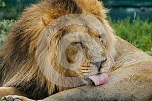 Male Asiatic Lion / Panthera leo persica cleaning his coat with toungue