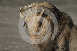 Male Asiatic lion Panthera leo persica roaring.