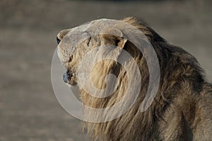 Male Asiatic lion Panthera leo persica roaring.