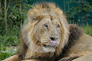 Male Asiatic Lion / Panthera leo persica with tongue out