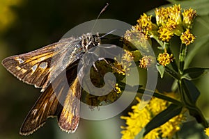 a male Atalopedes campestris Sachem butterfly on yellow goldenrod flower.