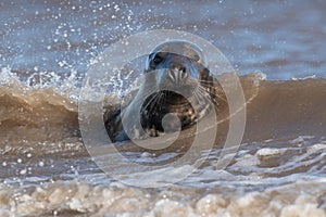 Male Atlantic Grey Seal, Halichoerus grypus