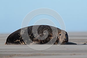 Male Atlantic Grey Seal, Halichoerus grypus