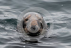 Male Atlantic Grey Seal, Halichoerus Grypus, At The Coast Of Le Conquet In Brittany, France