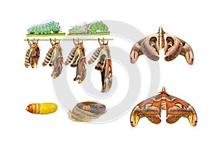 Male attacus atlas moth life cycle
