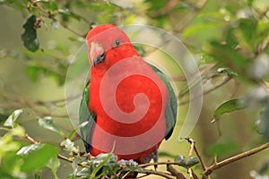Australian King Parrot sitting on a tree