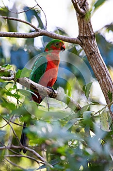 Male Australian king parrot (Alisterus scapularis)