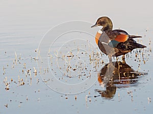 Male Australian Shelduck