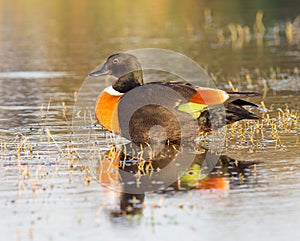 Male Australian Shelduck