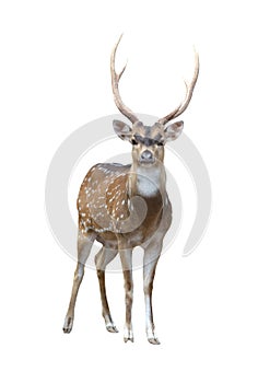 Male axis deer