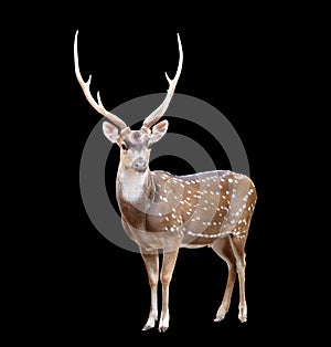 Male axis deer photo