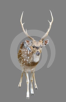 Male axis deer or chital