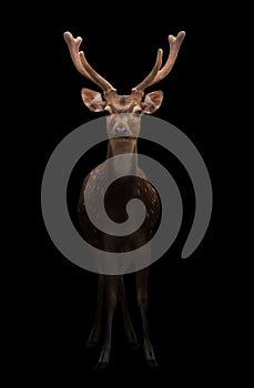 Male axis deer in the dark