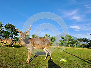 Male Axis Kuhlii, Bawean Deer, Brown Deer photo