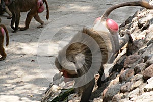 Male baboon coming down rock wall photo