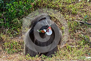 Male baboon eating things from the trash that human leave on the roads