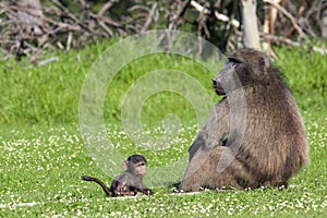 Male baboon and his baby offspring