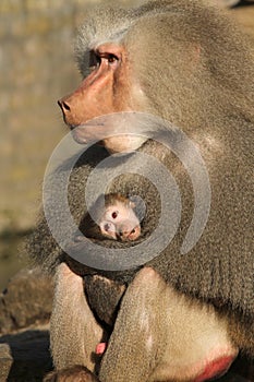 Male baboon holding its baby